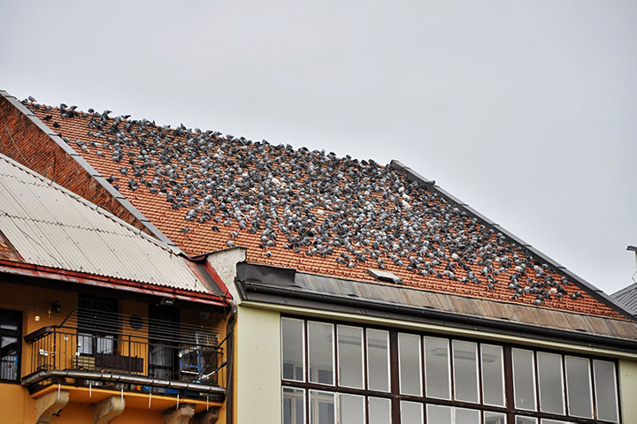 A2B Pest Control are able to install spikes to deter birds from roofs in Chelmsford. 