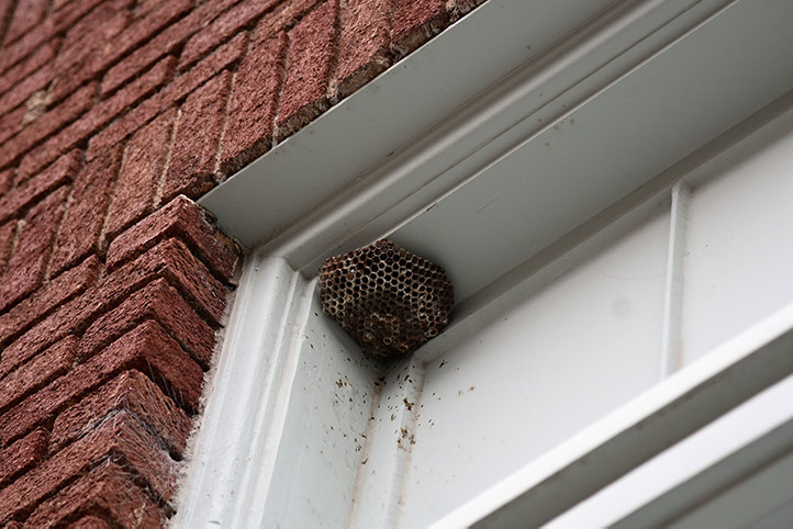 We provide a wasp nest removal service for domestic and commercial properties in Chelmsford.